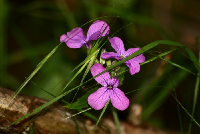 Lunaria annua